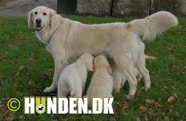 Fredagsquiz: Hvad ved du om golden retriever