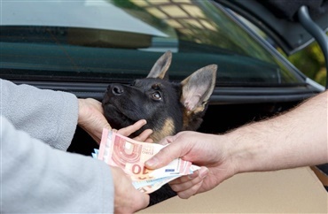 &Oslash;get fokus p&aring; ulovlig gr&aelig;nseoverskridende hundehandel 