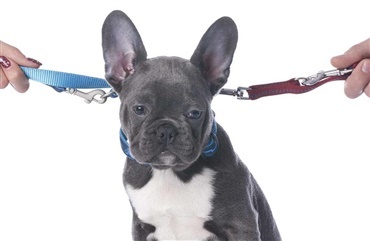 Skilsmisse – hvad med hunden?