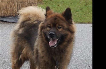 Trist opdatering om eurasier