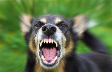 Voldsomst reaktion på smerte hos ”søde hunde”