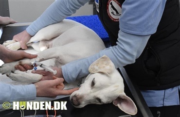 Reportage: F&oslash;rste hundeoperation i Frynseklinikken