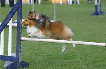 DGI Østjyllands landsdelsmesterskab i agility og rally 2010.