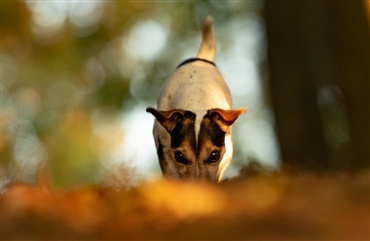 Hunde og hugorme: d&aring;rlig kombi