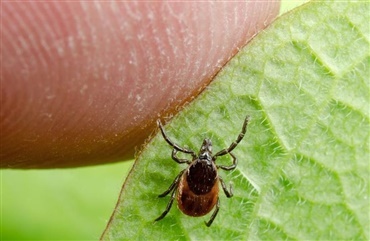 Fakta om borrelia