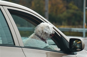 Hund p&aring; fors&aelig;de f&oslash;rte til ulykke