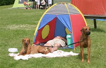Hundevenlig campingplads hinsidan