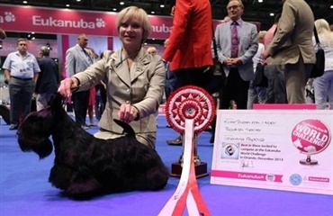 European Dog Show 2013