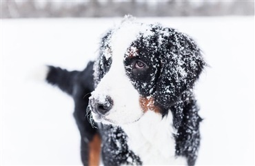 Pas p&aring; hunden i kulden