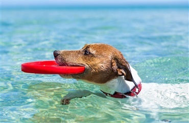 Hunde i vandet ved stranden