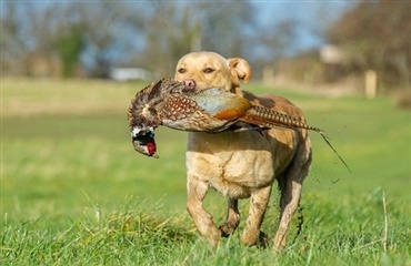 Ny ulykkesforsikring til hunde