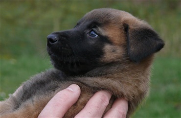 Dagens L&aelig;serfoto: Malinois i h&aring;nden