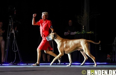 Se billederne: Show of Winners i gallaglimt