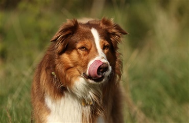 Pas p&aring; din hund: Nu starter s&aelig;sonen for pollenallergi