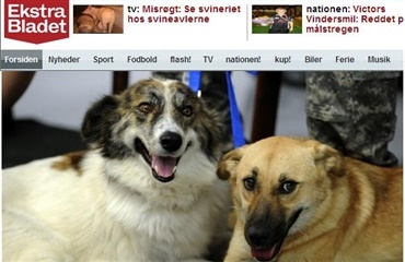 Stjernehund aflivet ved en fejl