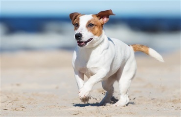 1. oktober m&aring; hunden v&aelig;re l&oslash;s p&aring; stranden