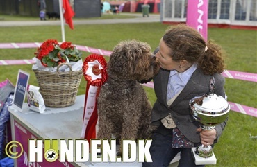 10.000 hunde til Roskilde