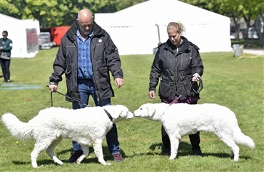 Roskilde 2019: Ikke en race for alle