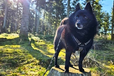 Ludo fejrede sin 14-&aring;rs f&oslash;dselsdag med manér