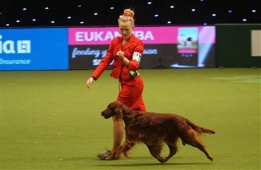 BLOG: CRUFTS 2019 – En helt igennem vild oplevelse