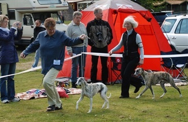 5500 hunde mødes i Ballerup