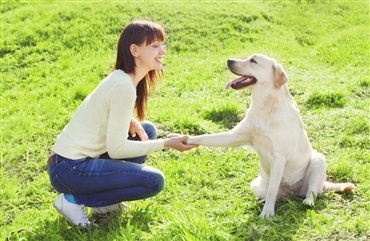 Hunde er klogere end katte