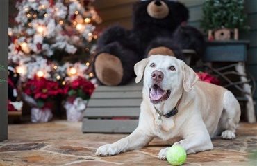 9 ting du skal huske, hvis du rejser med din hund over julen