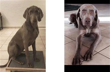 Hj&aelig;lp med at finde to weimaranere