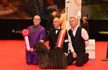 Årets hunde 2014