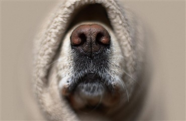 Aprilsnar: Ny forening: ”Hundekoldt” er kr&aelig;nkende