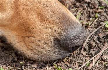 Et tip til NoseWork entusiasterne – morgenmad gør hunde skarpere