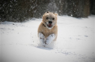 Dagens L&aelig;serfoto: Run through the snow