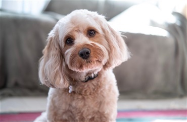 Allergivenlige hunde er en myte