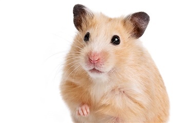 Politihund åd mistænktes hamster