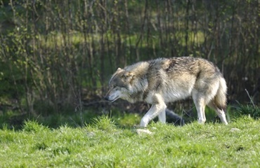 Ulv tog hund i hundegård