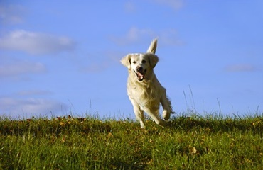 Fødevareministeren lancerer hundepakke