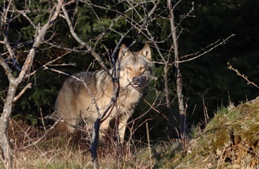 Ulve kontra almindelige hunde