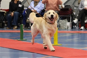 Oplev golden retrievere p&aring; n&aelig;rt hold i weekenden
