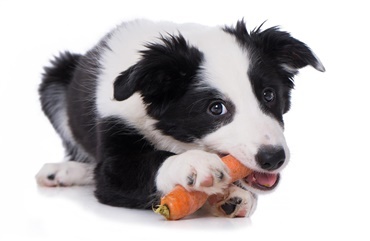 Gr&oslash;ntsager til hunden: Hvad kan den t&aring;le?