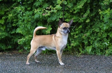 Chihuahua jagter røvere