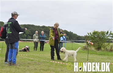 Den nye sport: Tr&oslash;ffels&oslash;g p&aring; Hund i Fokus