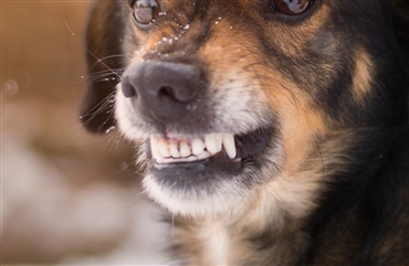 Når hvalpen skifter - Hunden.dk