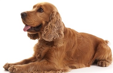 Efterlyst cocker spaniel fundet 