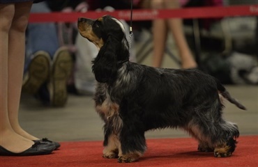 Dansk Kennel Klub Kreds 10 flytter national udstilling i påsken 2015 til Nykøbing Falster