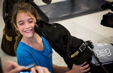 Hunde skal berolige flyrejsende