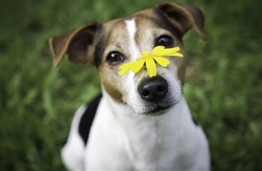 Atopi – n&aring;r hunden udvikler allergier