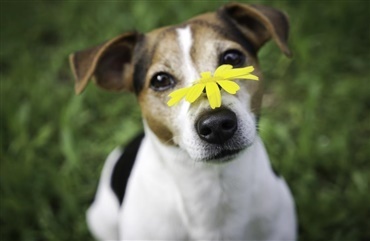 Uretfærdighed konsensus vejkryds Forstoppelse hos hunden - Hunden.dk