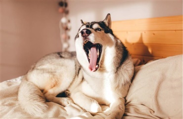 Brug din dag p&aring; hundegab