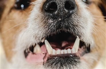 Når hvalpen skifter - Hunden.dk