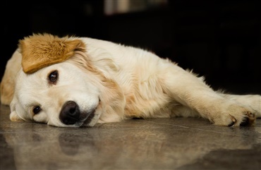 Husk ogs&aring; hunden, n&aring;r du skal tilbage p&aring; arbejde  